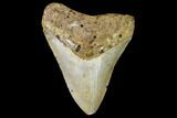 Fossil Megalodon Tooth - North Carolina #109026-1